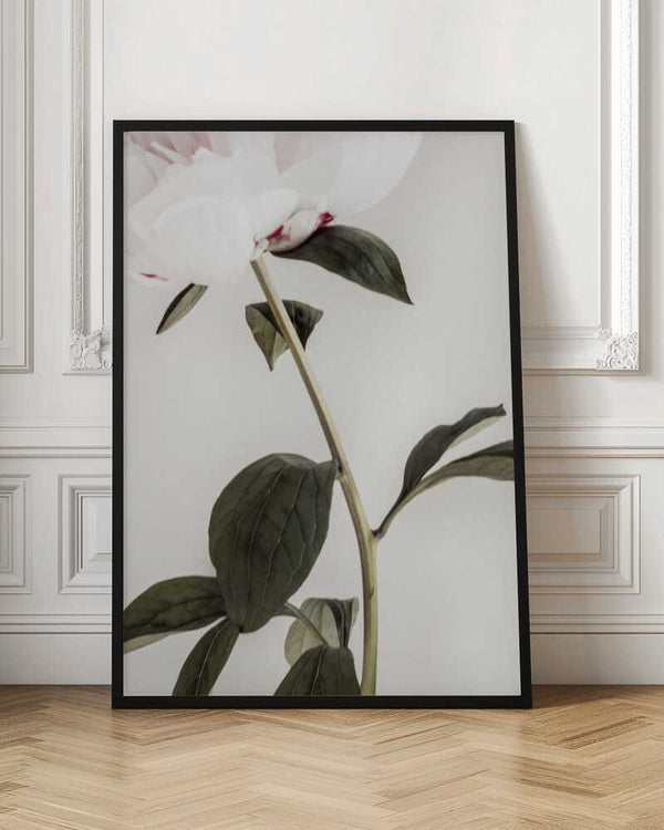Tablou înramat „Peony 09” de Pictufy Studio III