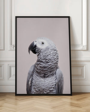 Tablou înramat „African Grey” de Kathrin Pienaar