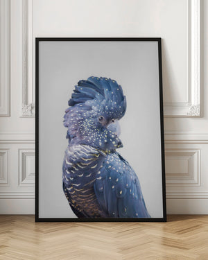 Tablou înramat „Black Cockatoo” de Kathrin Pienaar
