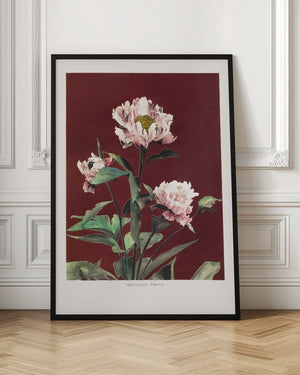 Tablou înramat „Hærdaceous Peony no2” de Ogawa Kazumasa