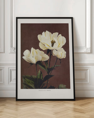 Tablou înramat „Hærdaceous Peony” de Ogawa Kazumasa