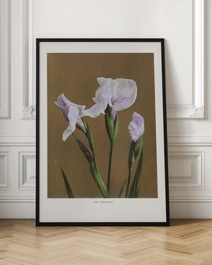Tablou înramat „Iris Kæmpferi no2” de Ogawa Kazumasa
