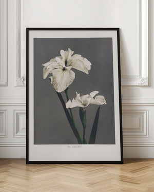 Tablou înramat „Iris Kæmpferi” de Ogawa Kazumasa