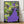 Tablou înramat „Frida in the Garden” de Lynnda Rakos