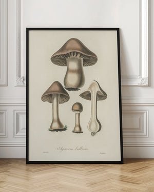 Tablou înramat „Agaricus Bulbosus Illustration. Medical Botany 1836” de John Stephenson and James Morss Churchill