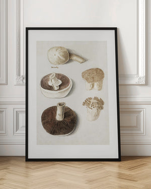 Tablou înramat „Common Meadow Mushroom, Agaricus Campestris Standing” de Anselmus Boëtius De Boodt