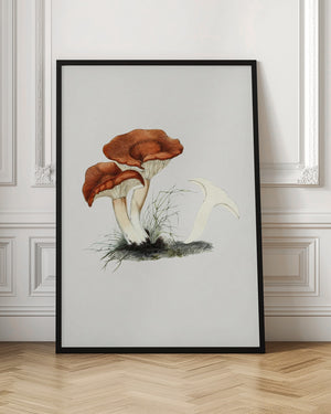 Tablou înramat „Hand Drawn Rufous Milkcap Mushroom” de Biodiversity Heritage Library