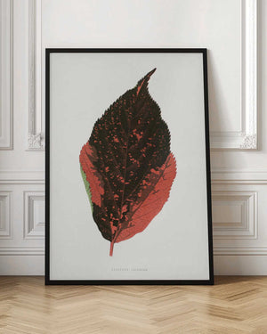 Tablou înramat „Acalypha Tricolor Leaf Illustration” de Les Plantes a Feuillage Colore