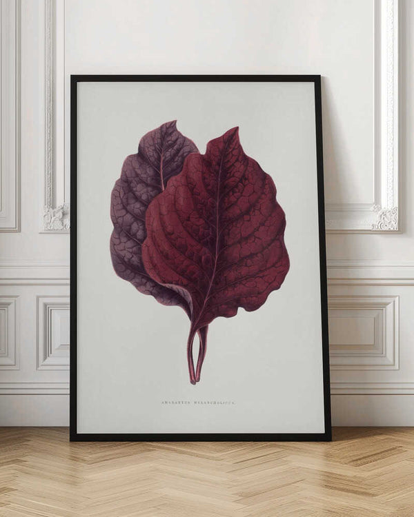 Tablou înramat „Pink Amarantus Leaf Illustration” de Les Plantes a Feuillage Colore