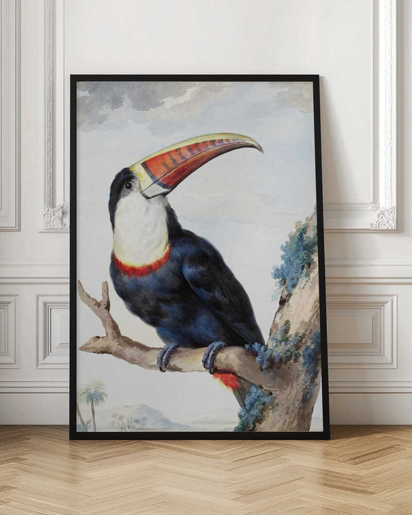 Tablou înramat „Red Billed Toucan” de Aert Schouman