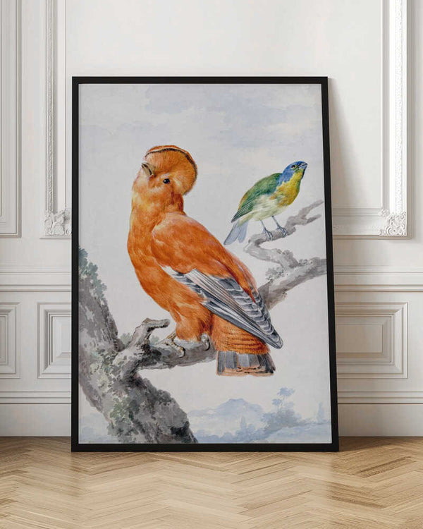 Tablou înramat „Two Exotic Birds” de Aert Schouman