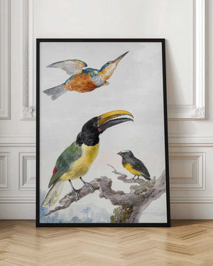 Tablou înramat „Three Birds  a Kingfisher, a Prince Von Wied's Toucan and an Sparrow” de Aert Schouman