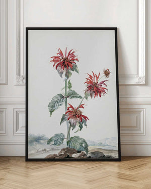 Tablou înramat „A Red Bergamot In a Landscape” de Aert Schouman