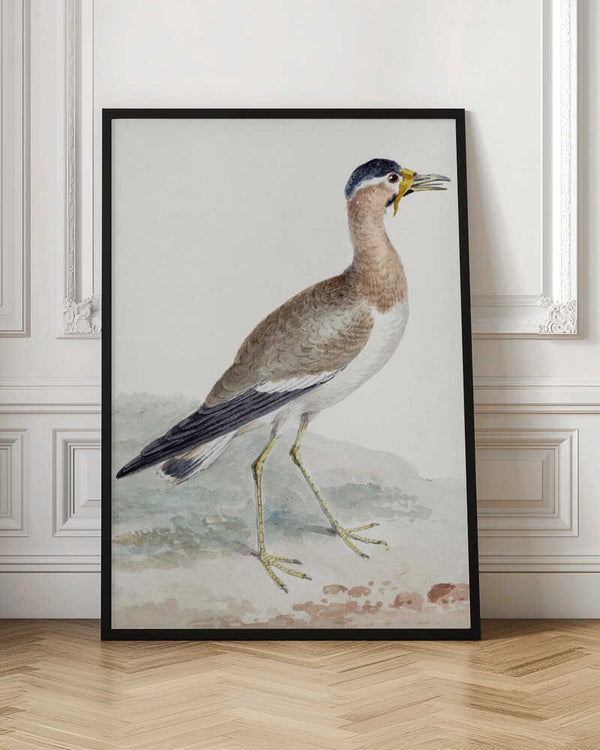 Tablou înramat „A Yellow Wattled Lapwing” de Aert Schouman