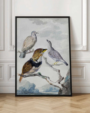Tablou înramat „Three Birds, Two Inca Pigeons and a Collared Bearded Cuckoo” de Aert Schouman
