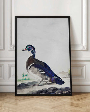 Tablou înramat „A Duck” de Aert Schouman