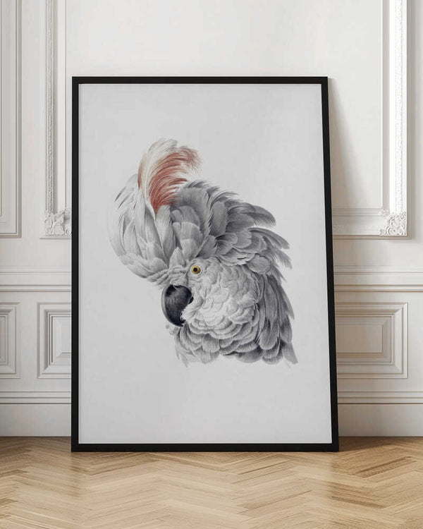 Tablou înramat „Cockatoo Head” de Aert Schouman