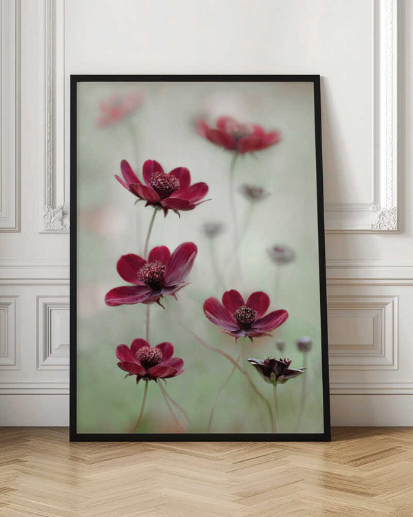 Tablou înramat „Cosmos sway” de Mandy Disher