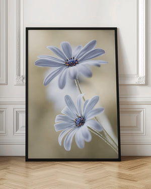 Tablou înramat „Cape daisies” de Mandy Disher