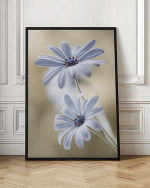 Tablou înramat „Cape daisies” de Mandy Disher