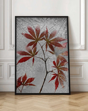 Tablou înramat „red maple” de Secundino Losada