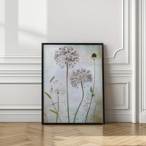 Tablou înramat „Allium” de Mandy Disher