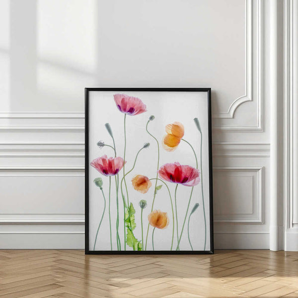 Tablou înramat „Poppies” de Mandy Disher