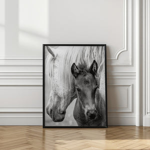 Tablou înramat „The Foal” de Jacky Parker