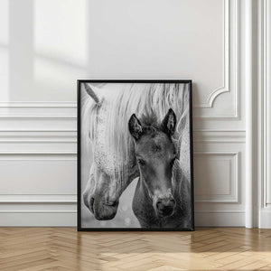 Tablou înramat „The Foal” de Jacky Parker