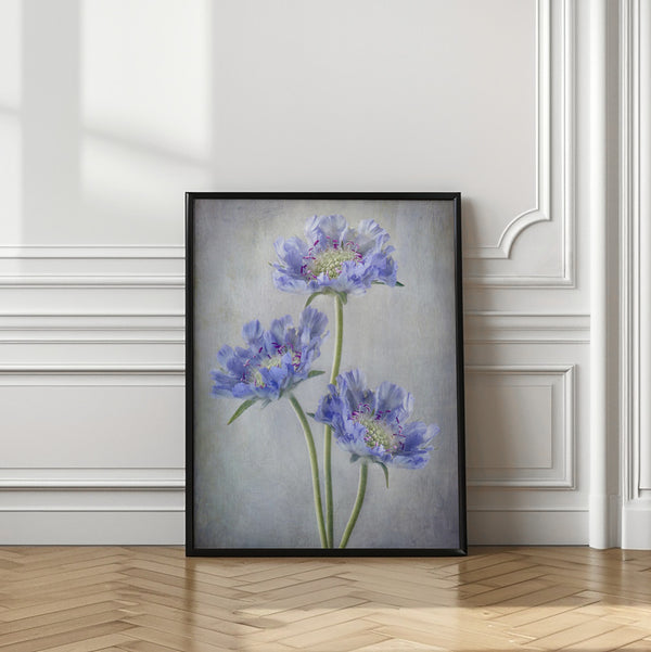 Tablou înramat „Scabiosa” de Mandy Disher