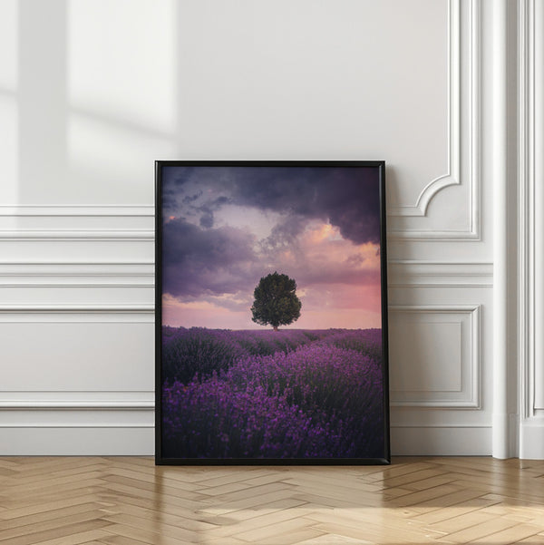 Tablou înramat „Lavender Fields, Isparta” de Cuma Cevik