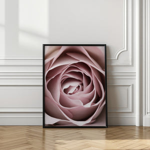 Tablou înramat „Pink Rose No 04” de Pictufy Studio III