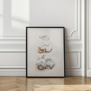 Tablou înramat „Shells” de Pictufy Studio III