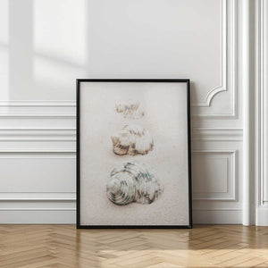 Tablou înramat „Shells” de Pictufy Studio III
