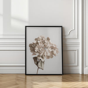 Tablou înramat „Beige dried flower” de Pictufy Studio III