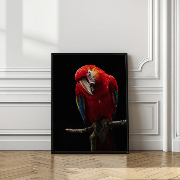 Tablou înramat „Portrait of Scarlet Macaw” de Andi Halil