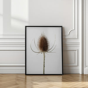 Tablou înramat „Dried_004” de Pictufy Studio III
