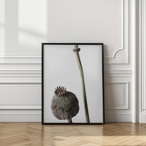 Tablou înramat „Dried_005” de Pictufy Studio III
