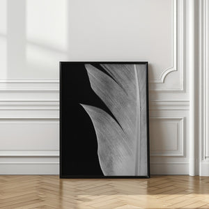 Tablou înramat „Feather_005” de Pictufy Studio III
