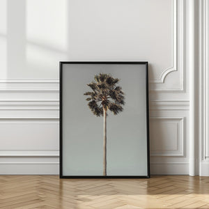 Tablou înramat „Palm_001” de Pictufy Studio III