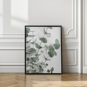 Tablou înramat „Eucalyptus_003” de Pictufy Studio III