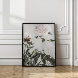 Tablou înramat „Peony 04” de Pictufy Studio III