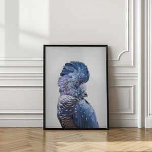 Tablou înramat „Black Cockatoo” de Kathrin Pienaar