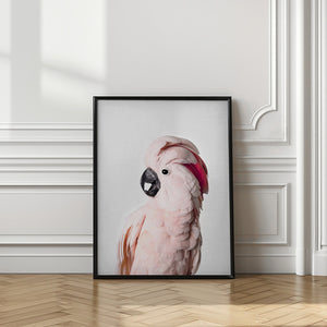 Tablou înramat „Pink Cockatoo” de Kathrin Pienaar