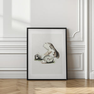 Tablou înramat „Vintage Agaricus Augustus Mushroom 50x70” de Biodiversity Heritage Library