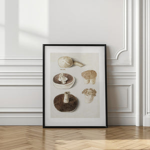 Tablou înramat „Common Meadow Mushroom, Agaricus Campestris Standing” de Anselmus Boëtius De Boodt