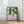 Tablou înramat „Olive Pink” de Ejaaz Haniff