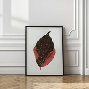 Tablou înramat „Acalypha Tricolor Leaf Illustration” de Les Plantes a Feuillage Colore