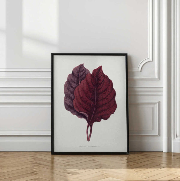 Tablou înramat „Pink Amarantus Leaf Illustration” de Les Plantes a Feuillage Colore