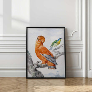 Tablou înramat „Two Exotic Birds” de Aert Schouman